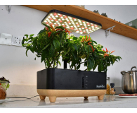 Rainpoint Zestaw do uprawy hydroponicznej - 1540785 - zdjęcie 4